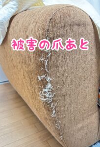 保護猫を迎える前の注意点