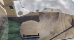 初心者が保護猫を迎える前の車移動中