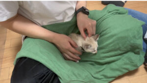 お迎えした保護猫,子猫