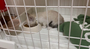 保護猫のお迎え,安心スペース