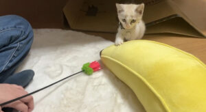 保護猫のお迎え後の遊び