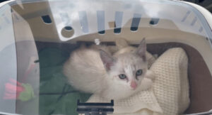 保護猫初心者がお迎え