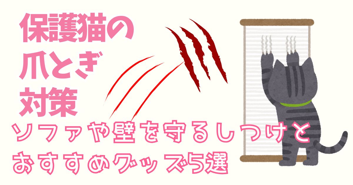 保護猫の爪とぎ対策│ソファや壁を守るしつけとおすすめグッズ５選