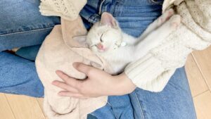 車移動後ひとしきりお家探検も終わり、疲れて家族のお膝の上で熟睡のにゃタゾノ