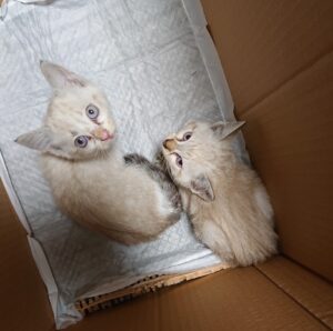 保護猫の性格を見極める方法