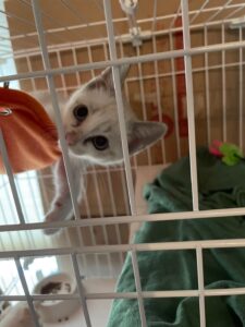 にゃタゾノ保護当時：おちゃめな姿