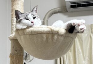 保護猫初心者の子猫成猫問題