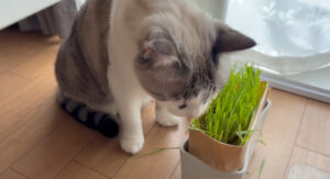 観葉植物の代わりに猫草