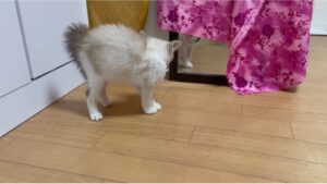保護猫初心者のボディランゲージ