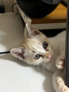 保護猫初心者のための名前の覚えさせ方