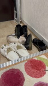 保護猫初心者問題行動