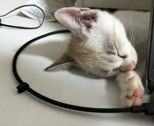 保護猫初心者問題行動