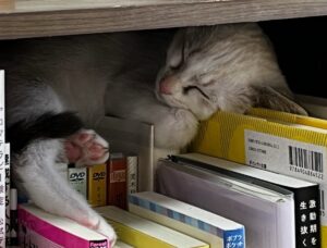 保護猫初心者問題行動