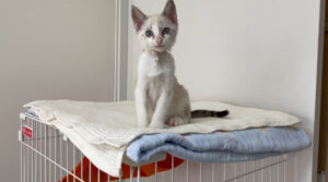 保護猫の目やに・耳掃除ケア