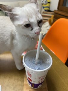 保護猫初心者のボディランゲージ