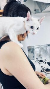 保護猫,初心者の遊び