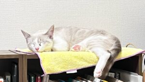 保護猫初心者の室温管理