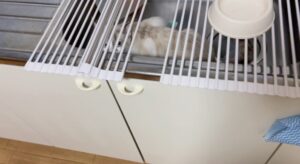 保護猫初心者の遊び方