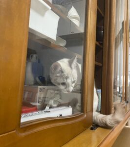 保護猫初心者問題行動