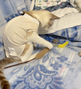 術後服で遊ぶにゃタゾノ