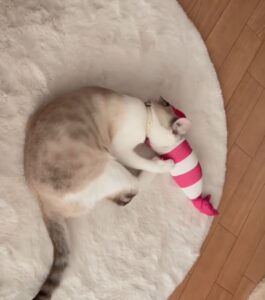 保護猫初心者の遊び