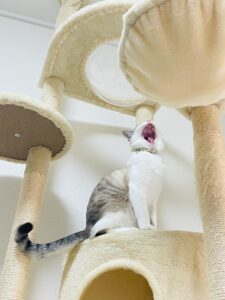 爪とぎつきキャットタワー