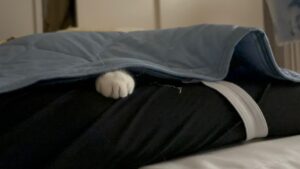 保護猫初心者の爪切り