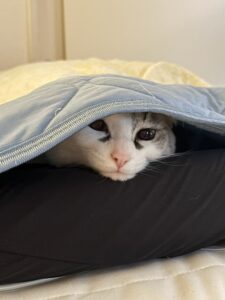 保護猫初心者の室温管理