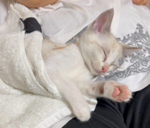 子猫時代のにゃタゾノ