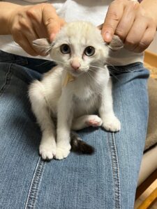 保護猫初心者の子猫成猫問題