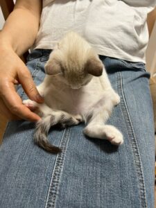 しっぽに不思議を感じているにゃタゾノ