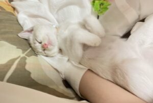 保護猫のにゃタゾノが安心して飼い主のそばで眠っている様子