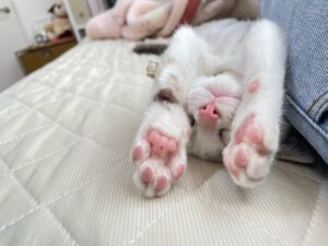 保護猫初心者の子猫成猫問題