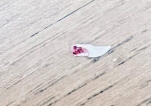 にゃタゾノの乳歯