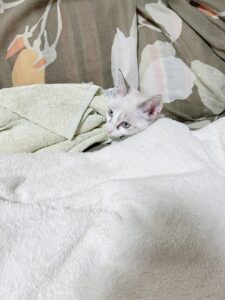 保護猫初心者のノミマダニ対策