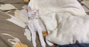 保護猫初心者のノミマダニ対策