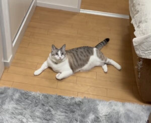 保護猫初心者の子猫成猫問題