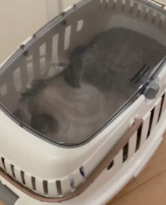 保護猫初心者の子猫成猫問題