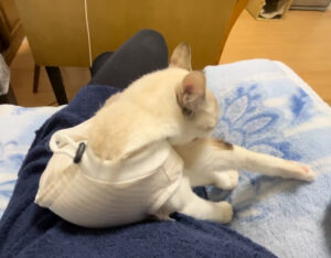 避妊手術からの帰宅後