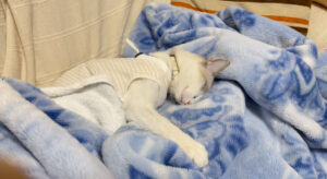 避妊手術後ぐったりのにゃタゾノ