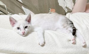 保護猫初心者の保護猫を迎えて1週間