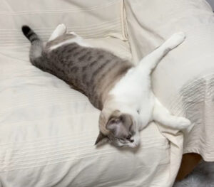 保護猫を迎えて1週間｜初心者が直面するトラブルとその乗り越え方
