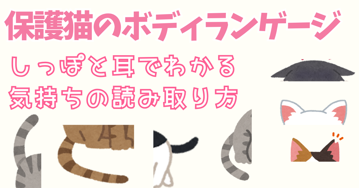 保護猫のボディランゲージ しっぽと耳でわかる気持ちの読み取り方