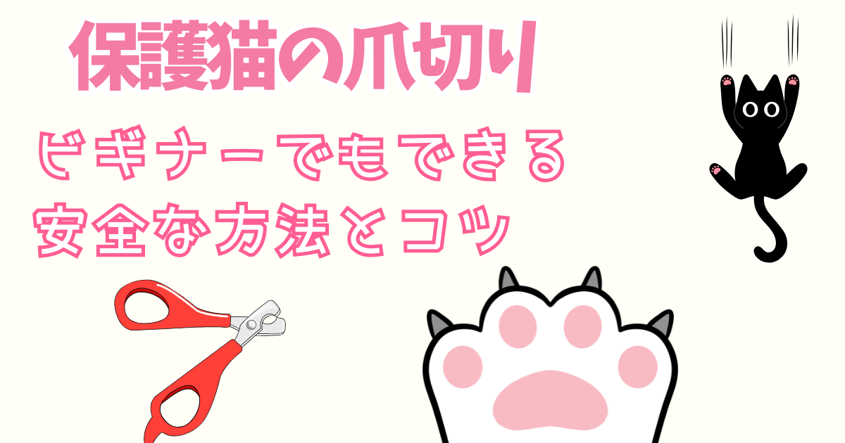 保護猫の爪切り ビギナーでもできる安全な方法とコツ