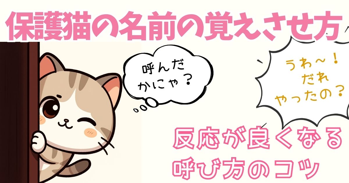 保護猫初心者の名前の覚えさせ方 藩王がよくなる呼び方のコツ