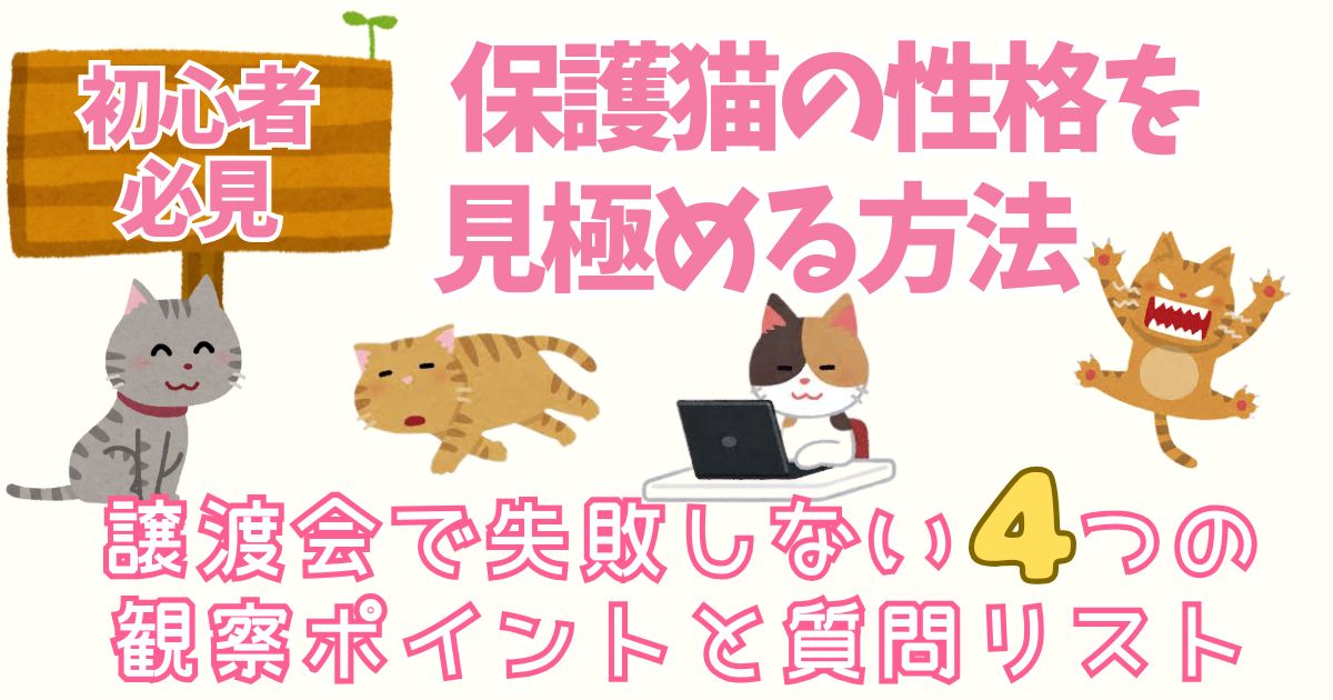 【初心者必見】保護猫の性格を見極める方法｜譲渡会で失敗しない4つの観察ポイントと質問リスト