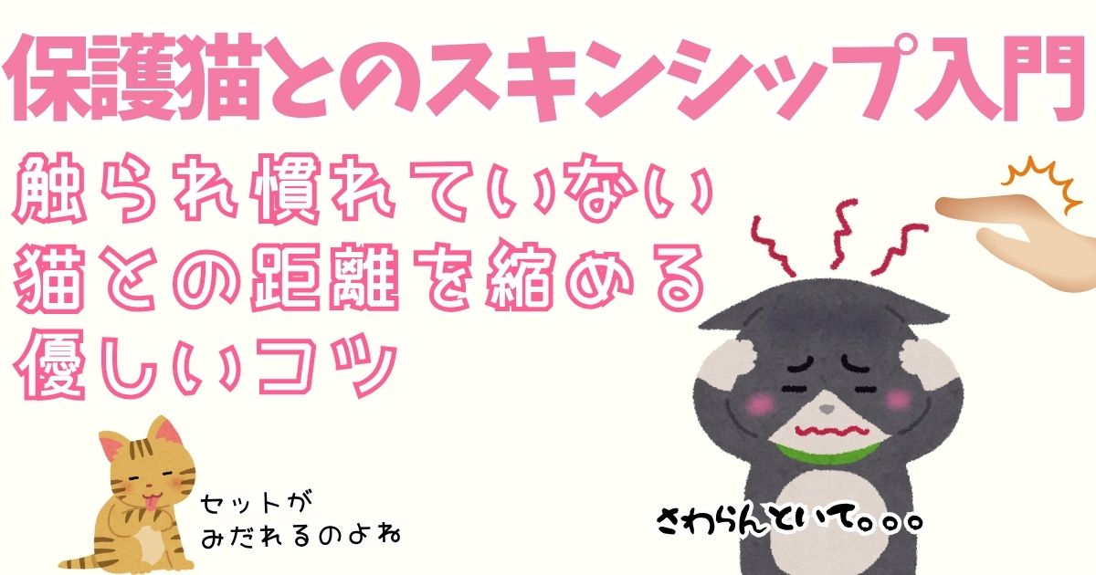 触られ慣れていない猫と少しずつ距離を縮める優しいコツ