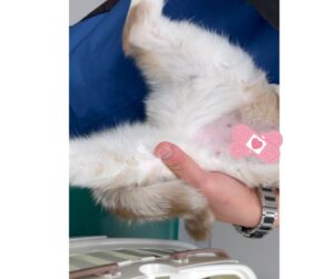 術後のにゃタゾノのおなか