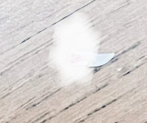 いきなり抜け落ちたにゃタゾノの歯