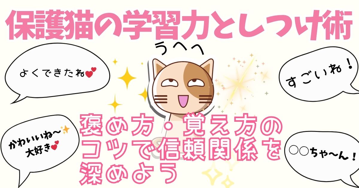 保護猫の学習力としつけ術｜褒め方・覚え方のコツで信頼関係を深めよう
